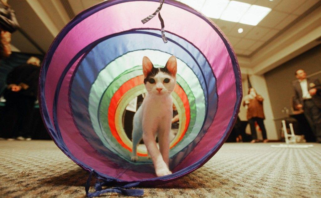 chat animal AFP