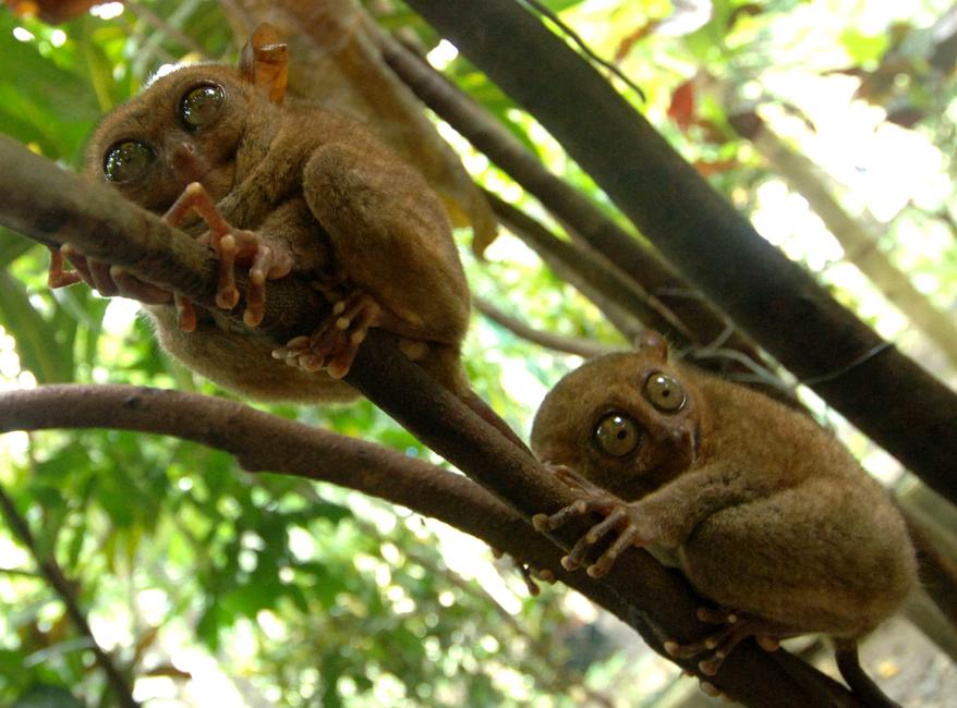 Deux tarsiers se tiennent sur des arbres dans une réserve naturelle de l'île de Bohol, au centre des Philippines.