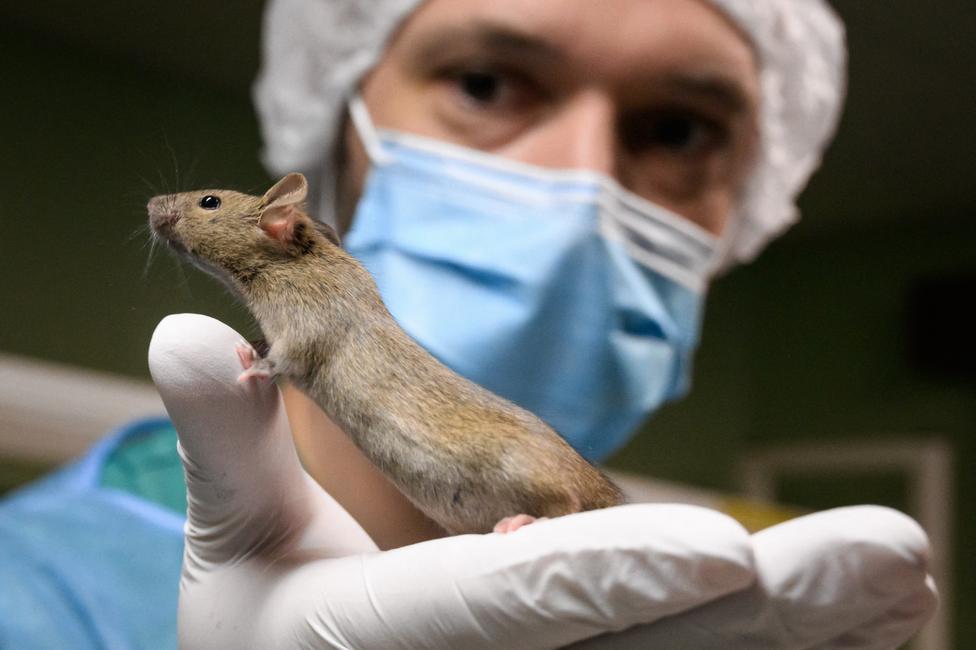 Un zootechnicien tient un rat de laboratoire à l'Université de Genève. (Image d'illustration)
