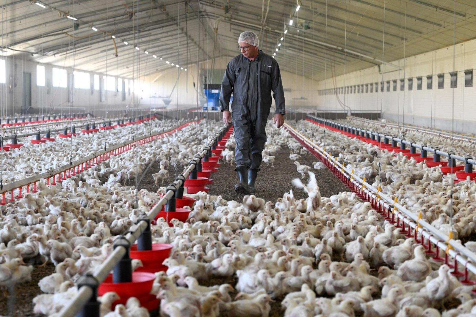 poulets AFP