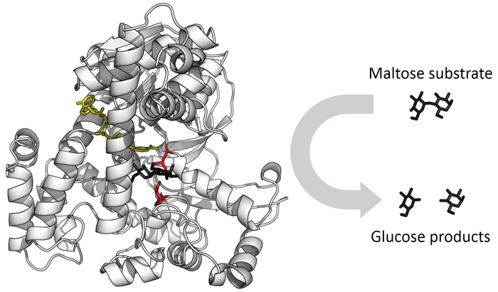 Représentation d'une α-glucosidase (PDB 1OBB1) avec à sa droite le substrat — ici, le maltose — au-dessus des produits de réaction — deux molécules de glucose.