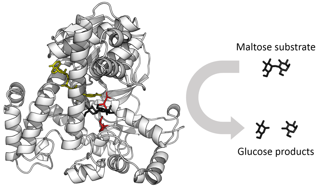 Représentation d'une α-glucosidase (PDB 1OBB1) avec à sa droite le substrat — ici, le maltose — au-dessus des produits de réaction — deux molécules de glucose.