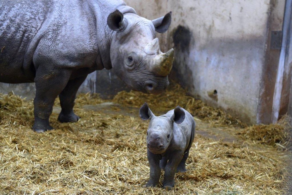 zoo la Teste-de-Buch AFP