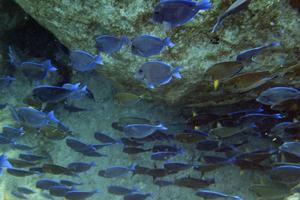poissons AFP