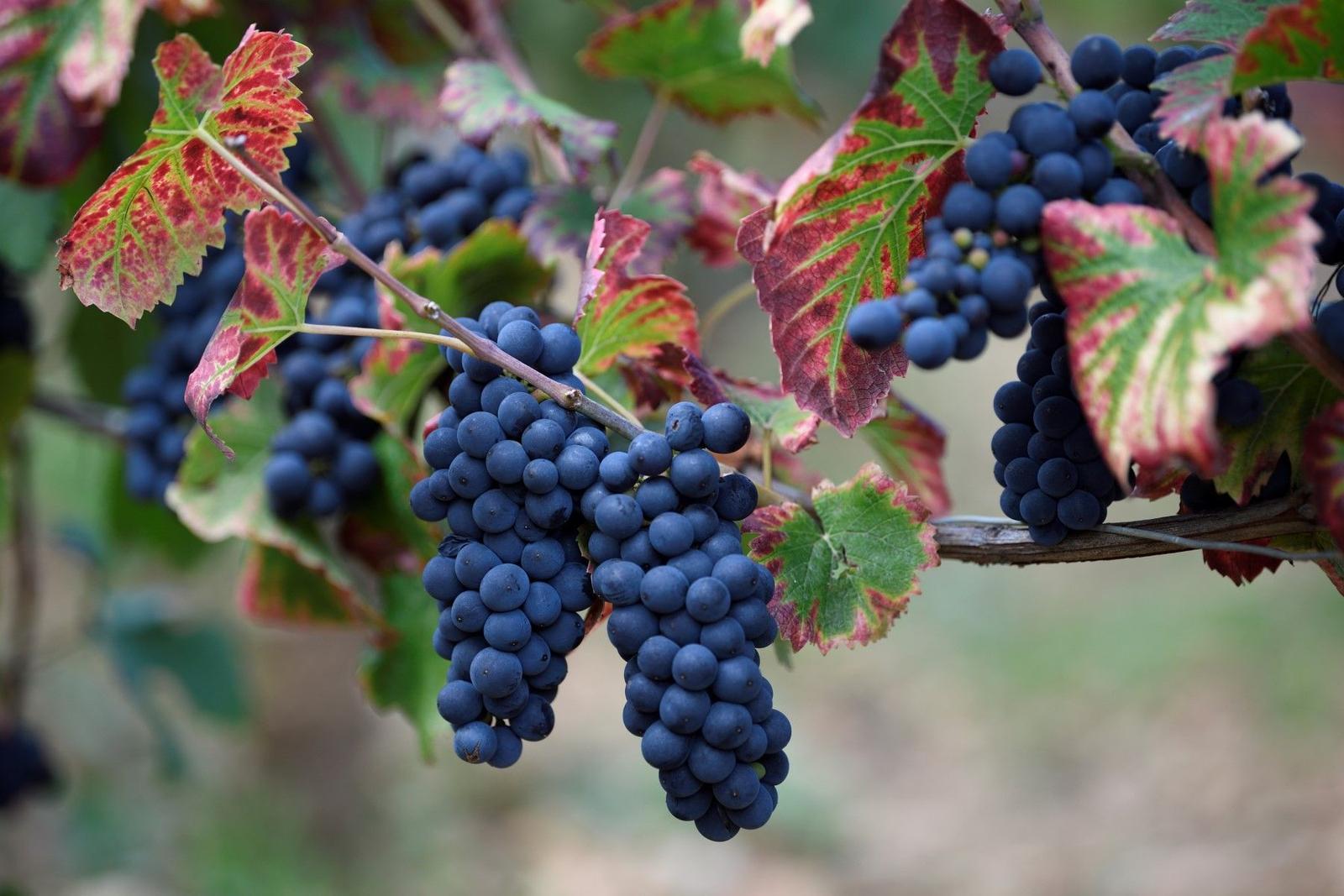vin vignes AFP