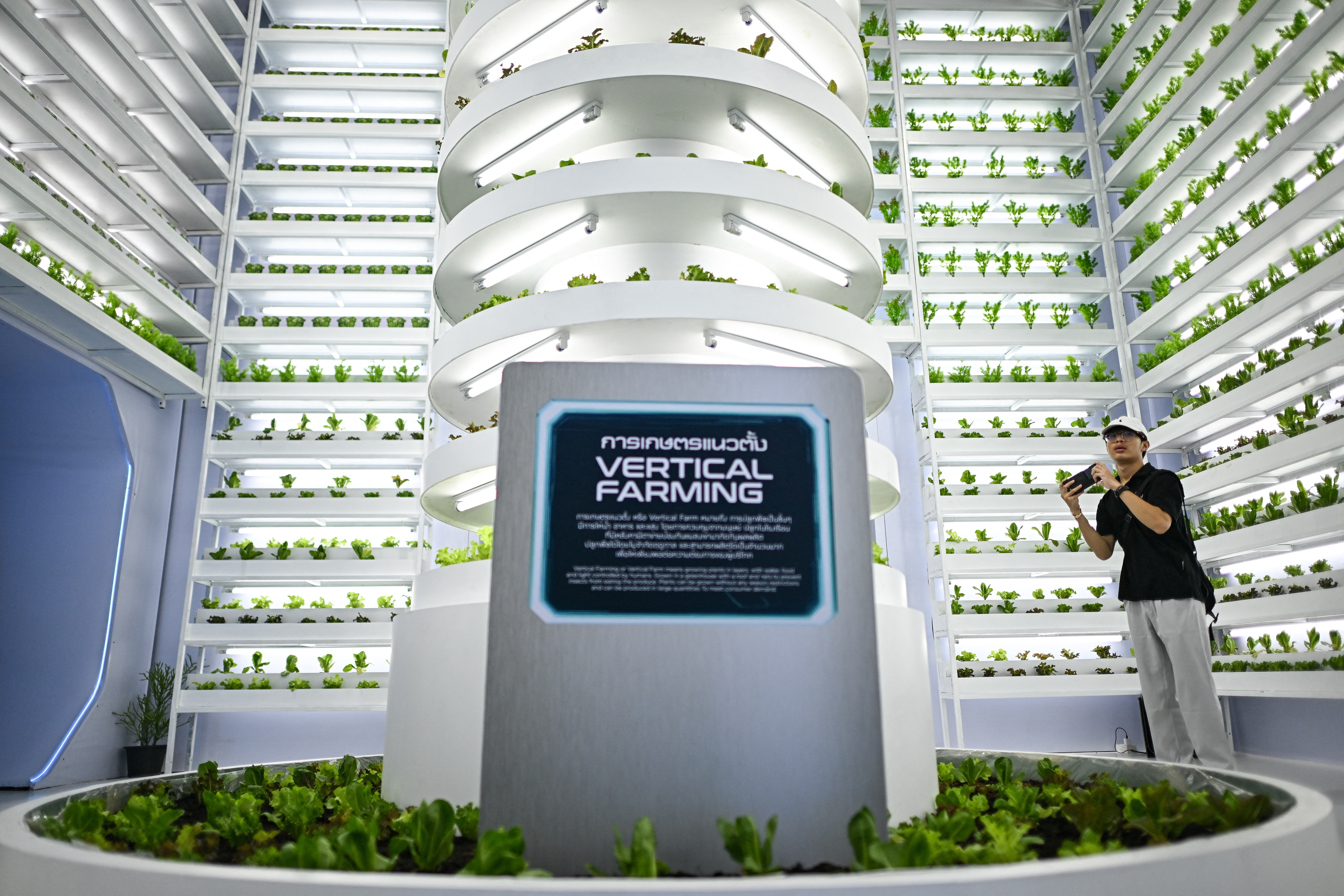 Pourquoi l'agriculture verticale n'est pas la solution pour le système alimentaire