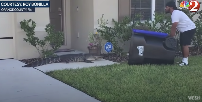 capture alligator poubelle