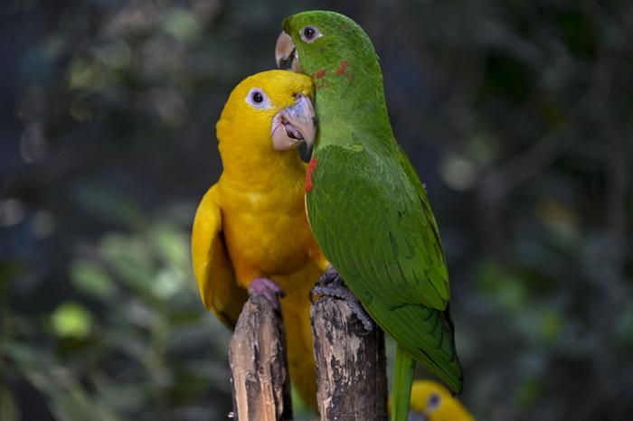 Un couple de perruches est visible dans la volière du zoo Rio BioPark de Rio de Janeiro, au Brésil, le 22 septembre 2023.