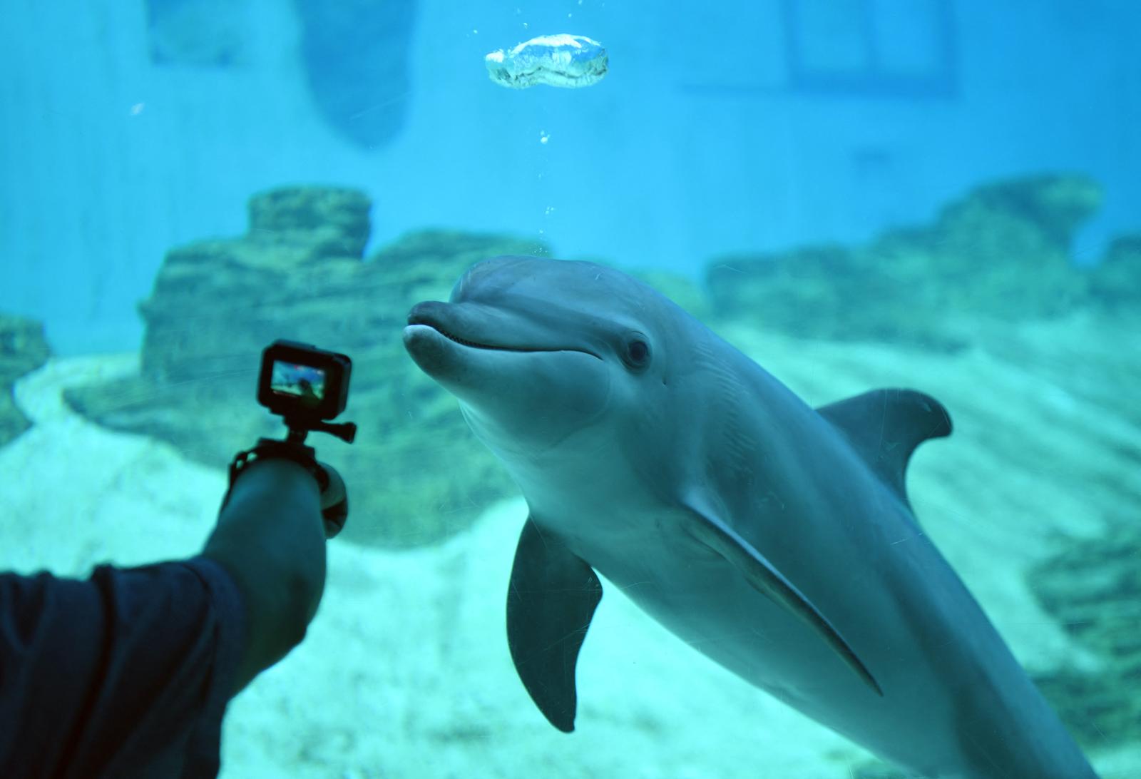 Un visiteur prend en photo un dauphin à gros nez de l'Indo-Pacifique à l'aquarium S.E.A. de Resorts World Sentosa à Singapour, le 3 septembre 2018.