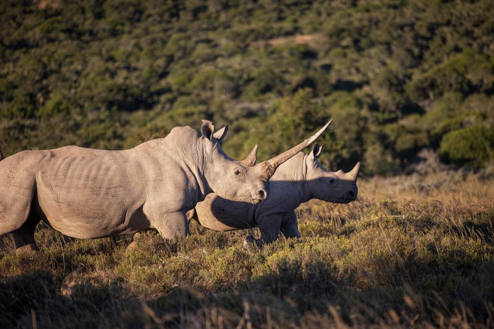 Des rhinocéros sont vus dans la réserve de chasse de Shamwari, en Afrique du Sud, le 5 avril 2023.