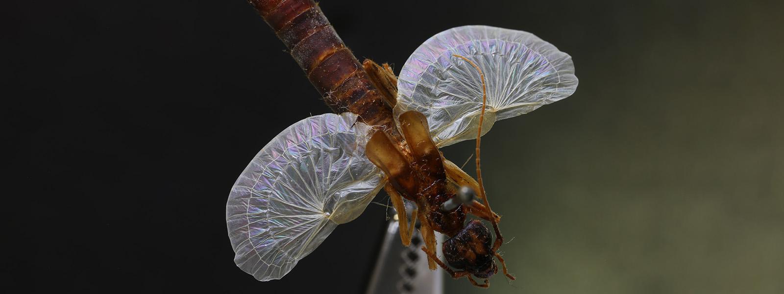 Les ailes délicates et fines comme du papier du perce-oreille s'ouvrent à plus de dix fois leur taille pliée, grâce à ses plis semblables à ceux de l'origami.
