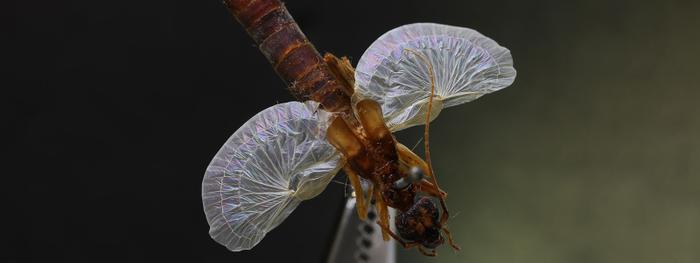 Les ailes délicates et fines comme du papier du perce-oreille s'ouvrent à plus de dix fois leur taille pliée, grâce à ses plis semblables à ceux de l'origami.