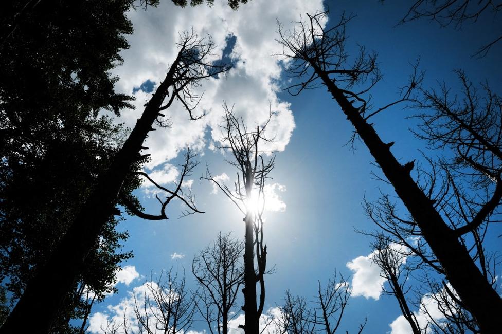 L'œuvre « Ghost Forest », de l'artiste et architecte Maya Lin, au Madison Square Park, à New York. Cette installation de 49 cèdres côtiers arides de l'Atlantique est une déclaration visuelle sur le changement climatique et le potentiel de futures forêts d'arbres morts ou mourants à cause de l'eau salée dans le contexte du réchauffement climatique.