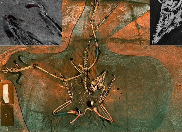 Comment le « premier oiseau » s'est élancé dans le ciel et a plané au-dessus des dinosaures