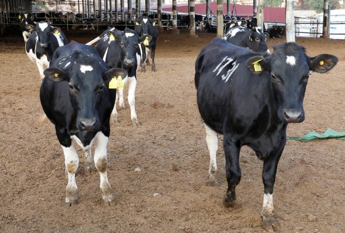 vaches Palestine AFP