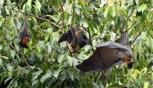 chauve-souris - AFP