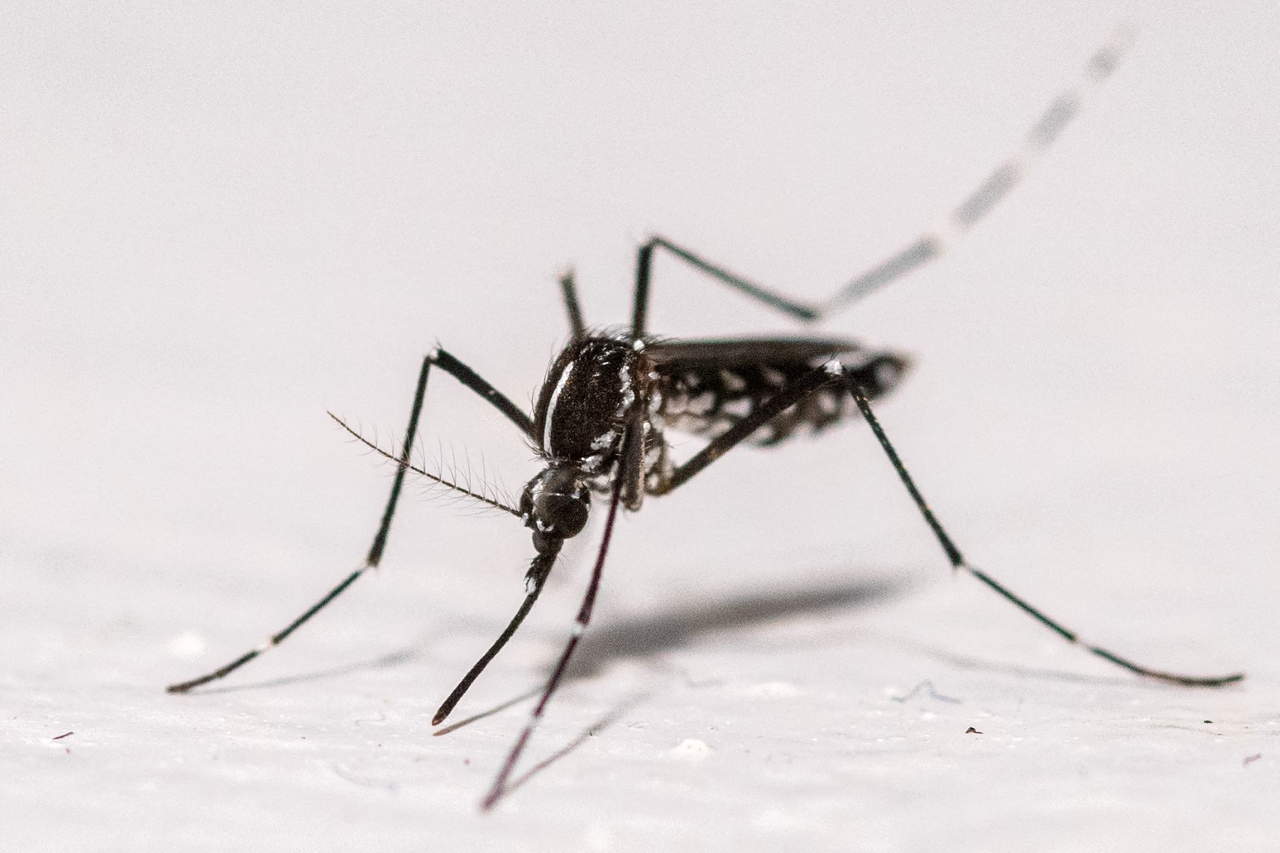 Alerte piqûres en série : les moustiques narguent de plus en plus nos répulsifs