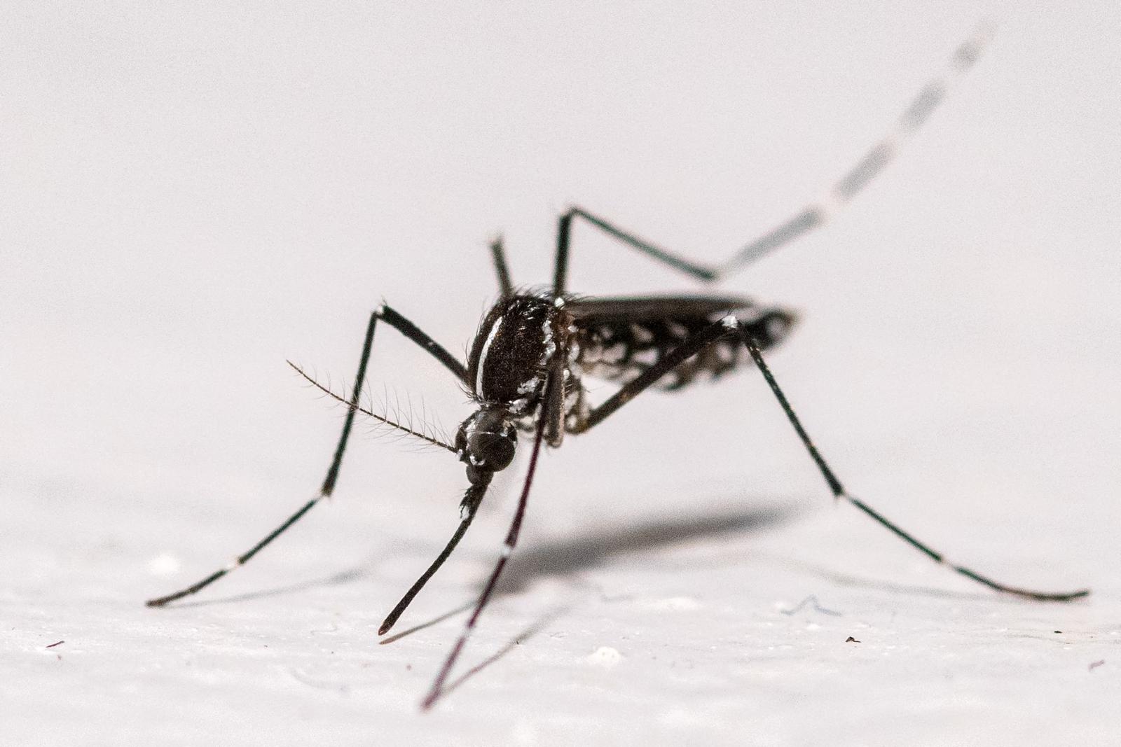 Un moustique tigre asiatique (Aedes albopictus) sur le mur d'une maison à Montreuil.