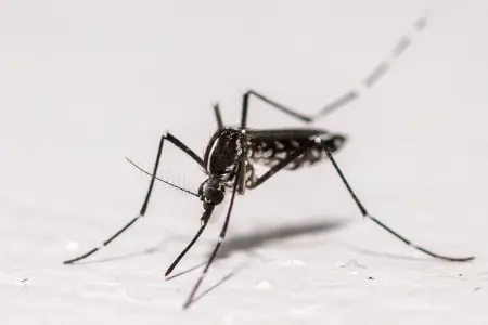 Un moustique tigre asiatique (Aedes albopictus) sur le mur d'une maison à Montreuil.