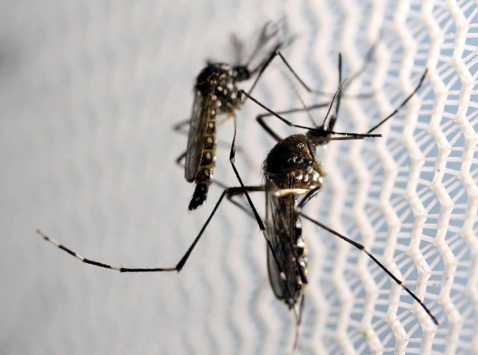 Des "moustiques-tigres" (Aedes aegypti) au laboratoire Oxitec à Campinas (Brésil) le 2 Février 2016.