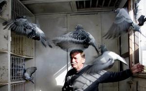 Un colombophile observe ses pigeons de concours dans un pigeonnier à Seclin.