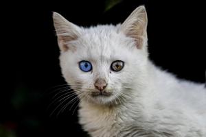 chat animal AFP