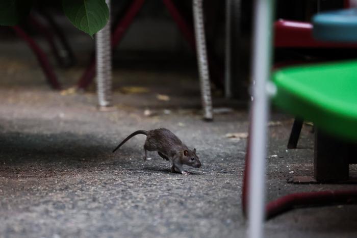 Un rat se précipite dans une ruelle de Harlem, dans l'arrondissement de Manhattan à New York, le 1er août 2025.