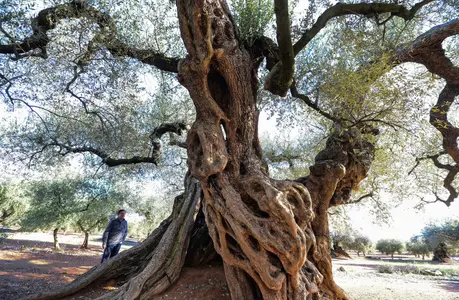 Arbre. (Image d'illustration)