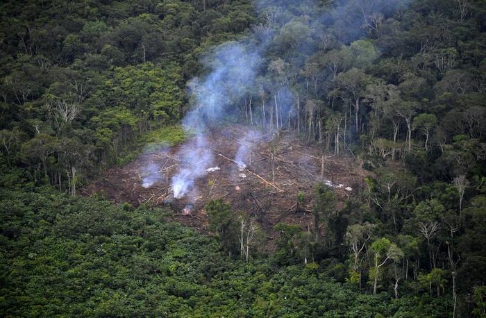 déforestation - AFP