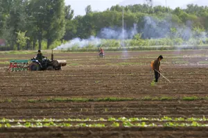 Un agriculteur pulvérisant un pesticide sur une culture de légumes à Yanqing, au nord-ouest de Pékin.