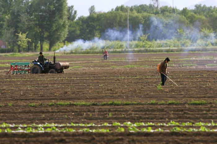 Un agriculteur pulvérisant un pesticide sur une culture de légumes à Yanqing, au nord-ouest de Pékin.