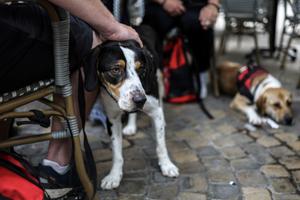 chiens