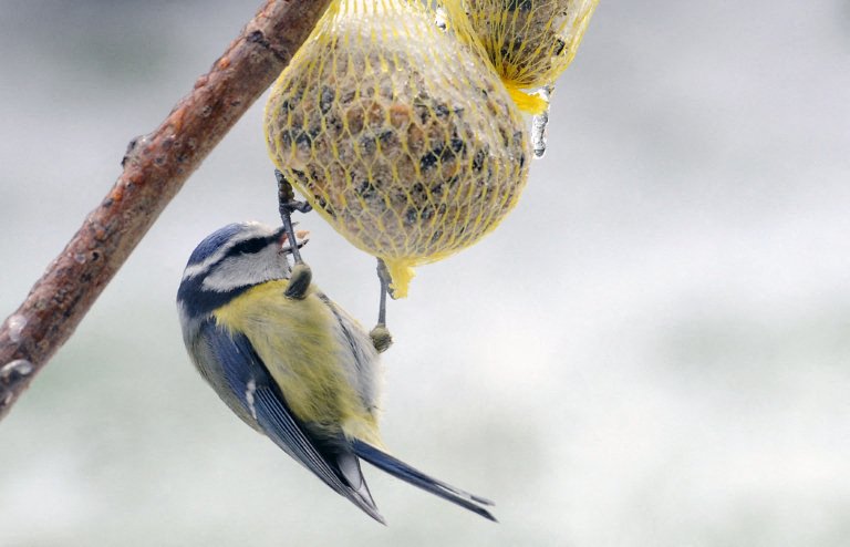Les façons ingénieuses et surprenantes dont les oiseaux utilisent leur odorat : du parfum naturel à la lutte antiparasitaire