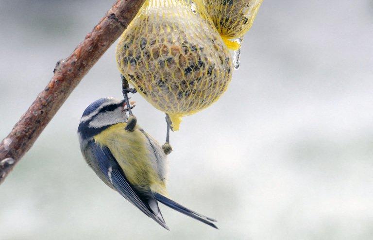 Oiseau dans la nature