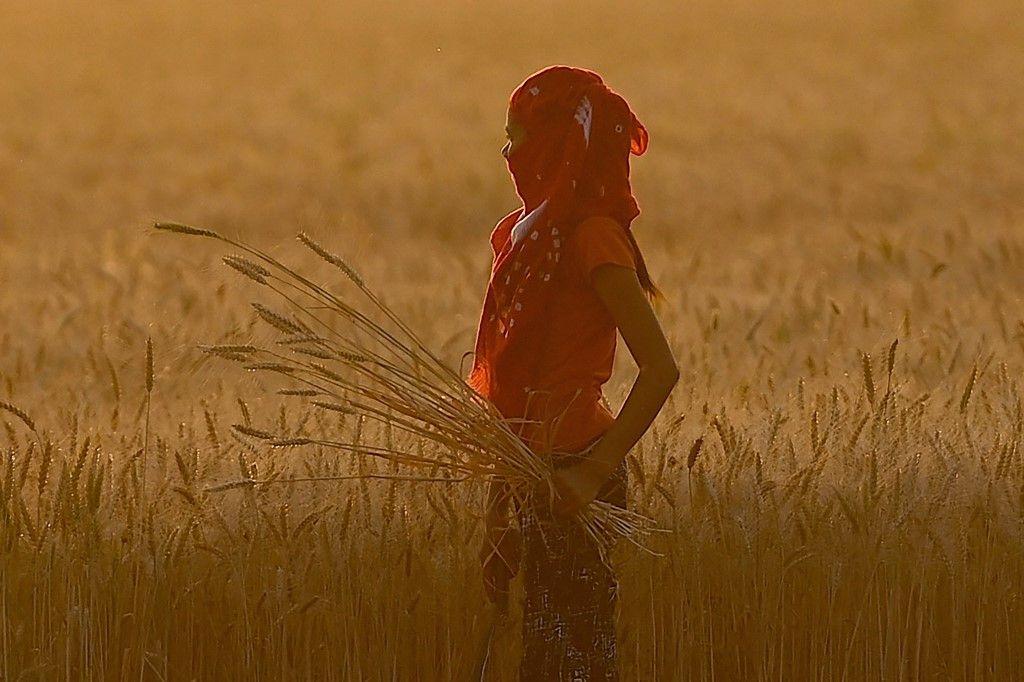 blé Inde AFP