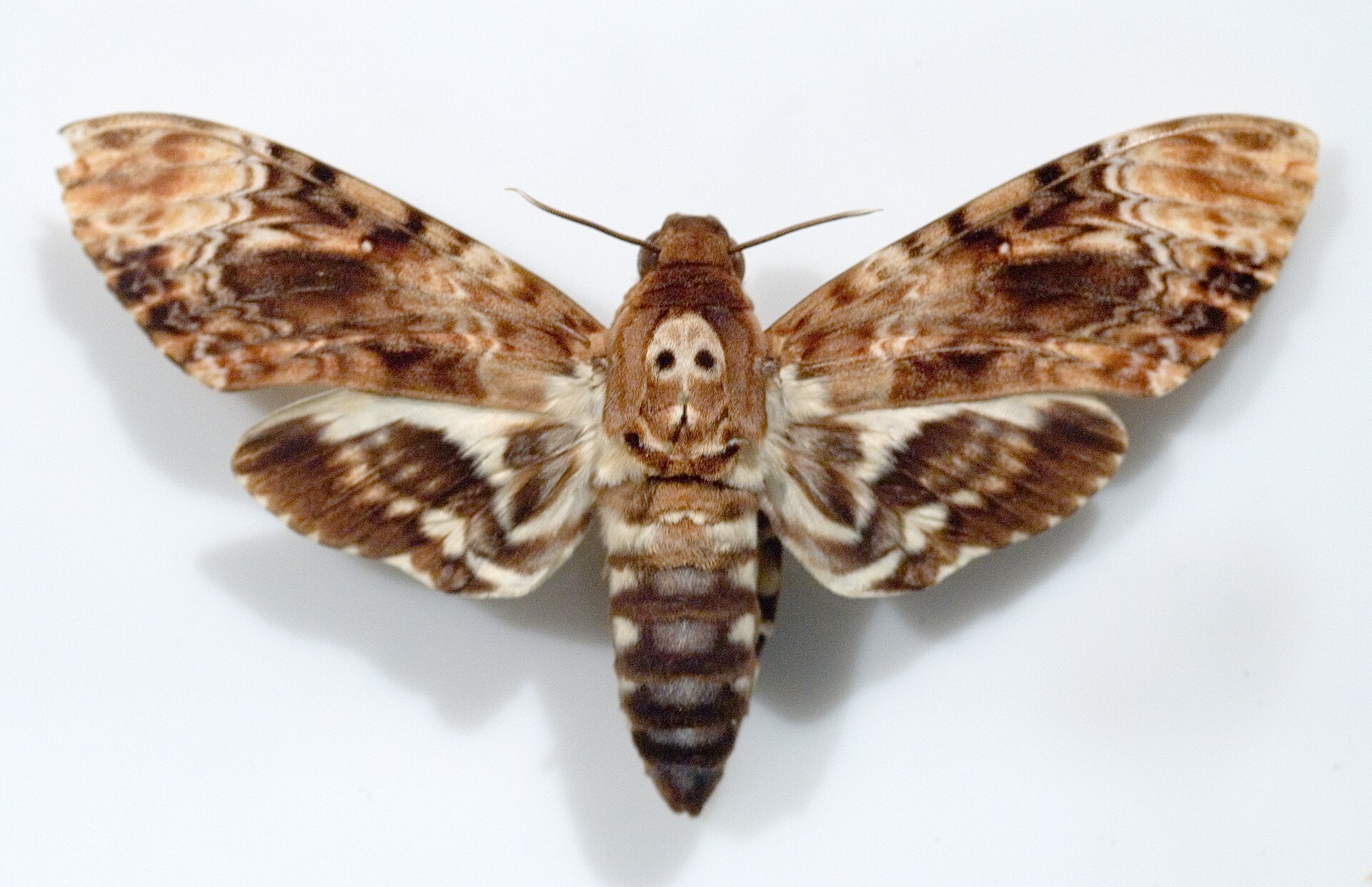 Le Silence des Agneaux a permis de découvrir l'entomologie médicale au monde : mais où en est la science 35 ans plus tard ?