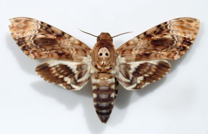 Un spécimen d'Acherontia lachesis,  cousin de A. atropos, vu dans Le silence des agneaux.