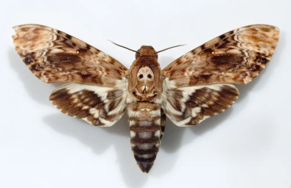 Un spécimen d'Acherontia lachesis, cousin de A. atropos, vu dans Le silence des agneaux.