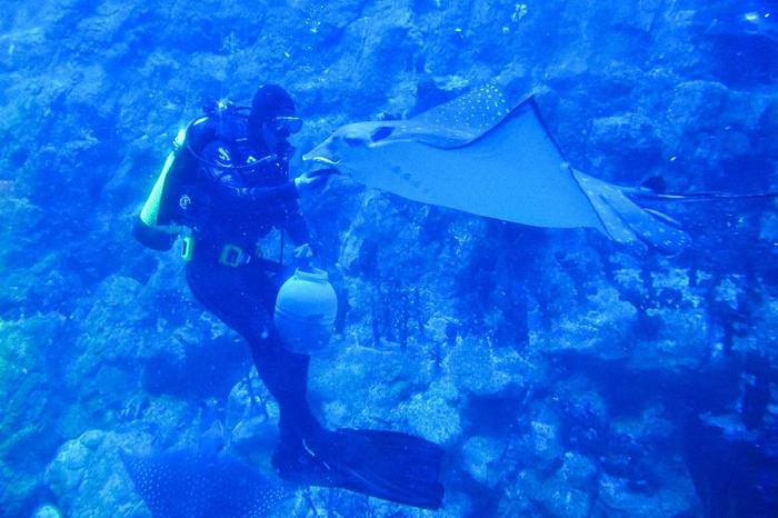 plongée poissons AFP
