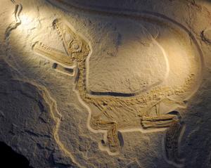 La carcasse d'un dinosaure fossilisé vieux de 123 millions d'années est exposée à l'ouverture du salon des minéraux de Munich, le 27 octobre 2011. Image d'illustration