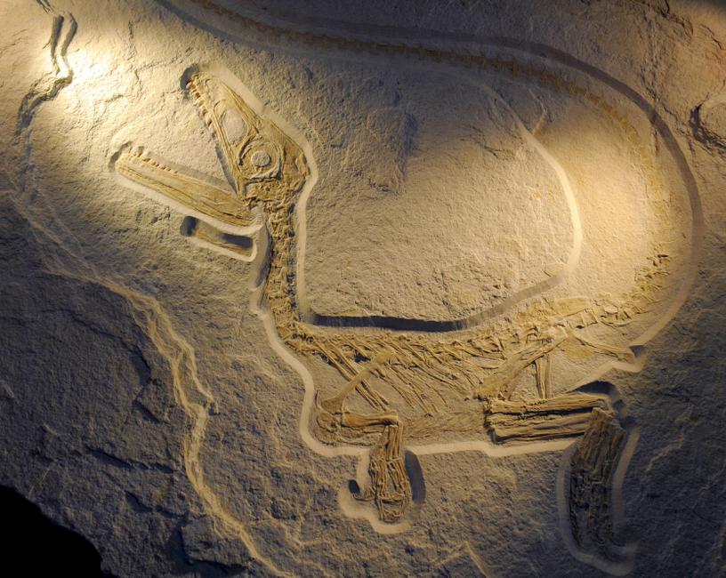 La carcasse d'un dinosaure fossilisé vieux de 123 millions d'années est exposée à l'ouverture du salon des minéraux de Munich, le 27 octobre 2011. Image d'illustration