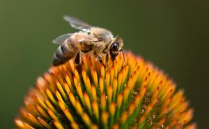 Une abeille récolte du pollen d'une plante d'échinacée à Ludwigsburg, dans le sud de l'Allemagne, par un temps chaud du 31 juillet 2024