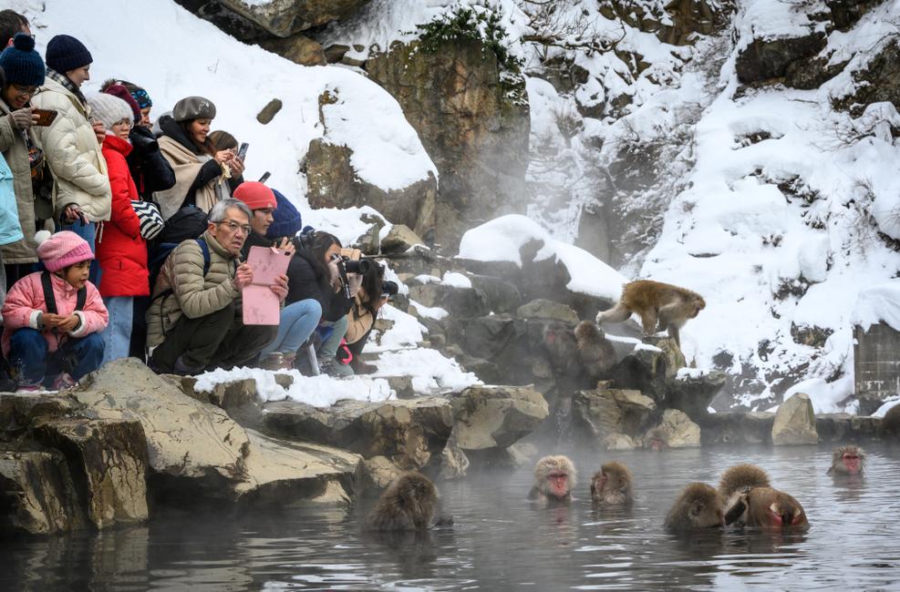 Des touristes photographiant des macaques japonais, communément appelés « singes des neiges », prenant un bain thermal en plein air, au parc aux singes de Jigokudani, à Yamanouchi, préfecture de Nagano.