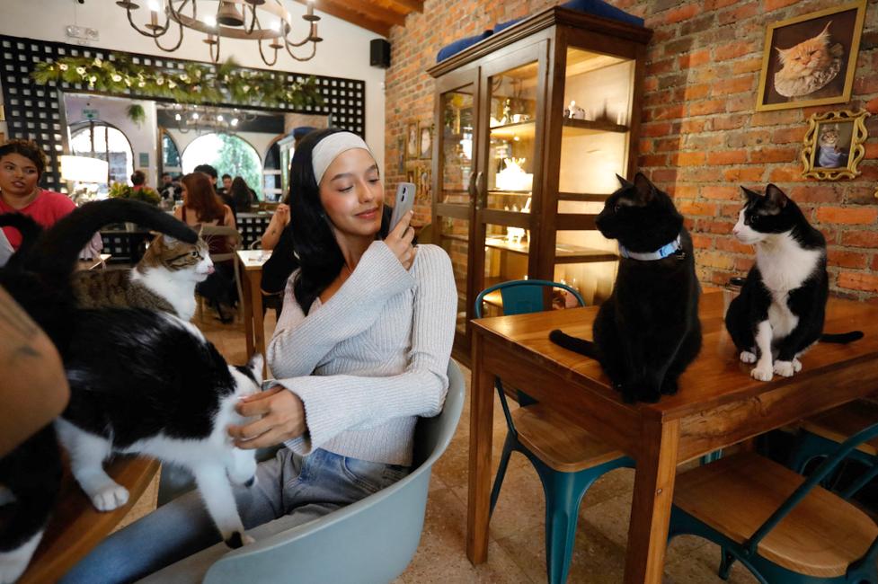 Une femme prend des photos de chats au café La Gatoria Cat Cafe à Medellin, en Colombie, le 16 avril 2024.