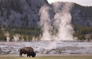 Un bison broute près du Midway Geyser Basin, le 23 mai 2026, dans le parc national de Yellowstone, dans le Wyoming.