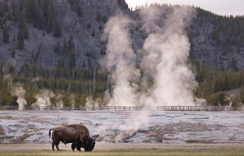 Un bison broute près du Midway Geyser Basin, le 23 mai 2026, dans le parc national de Yellowstone, dans le Wyoming.