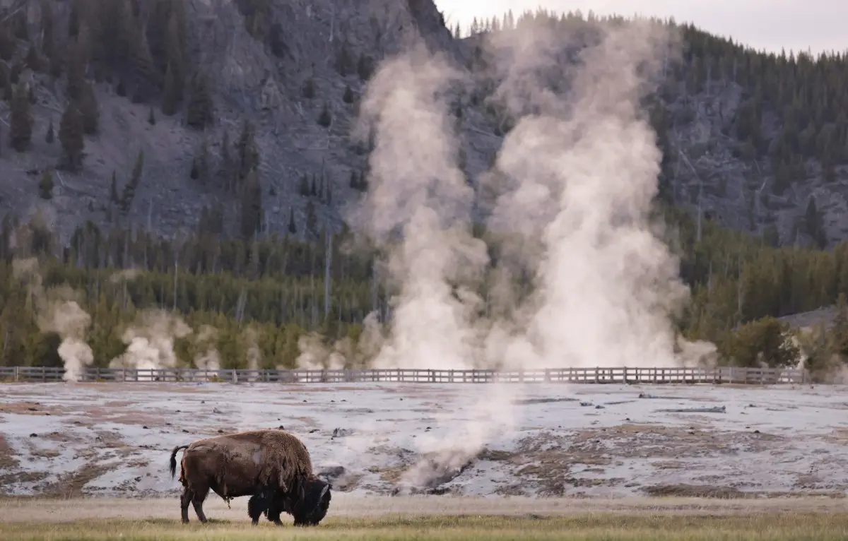 Un bison broute près du Midway Geyser Basin, le 23 mai 2026, dans le parc national de Yellowstone, dans le Wyoming.