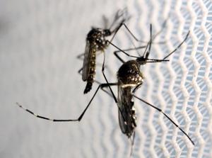 Des "moustiques-tigres" (Aedes aegypti) au laboratoire Oxitec à Campinas (Brésil) le 2 Février 2016.