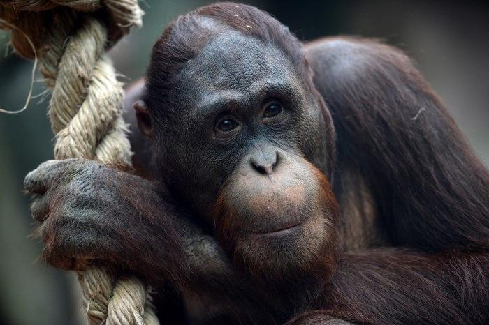 Orang Outan