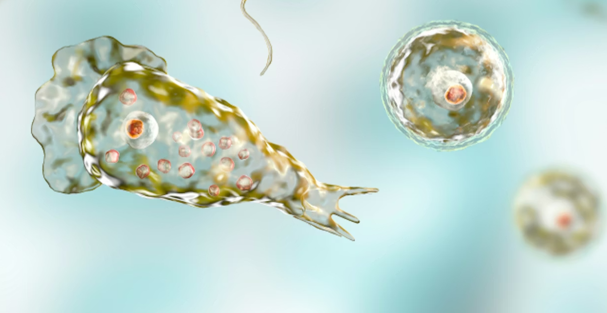 Pourquoi les scientifiques réclament-ils des mesures urgentes contre les amibes ?
